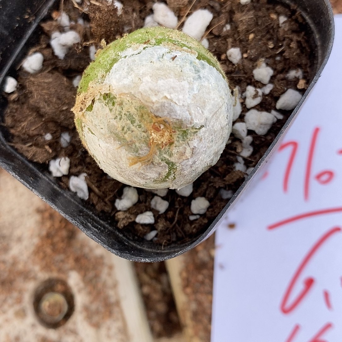 27107大灯泡有瑕疵一颗。   