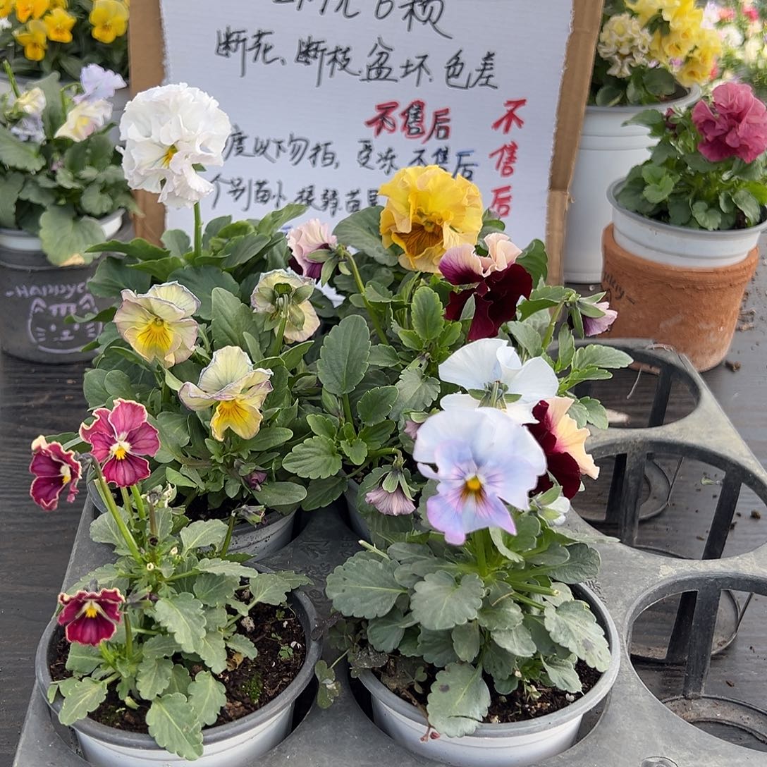 大部分花苞少量开放012号