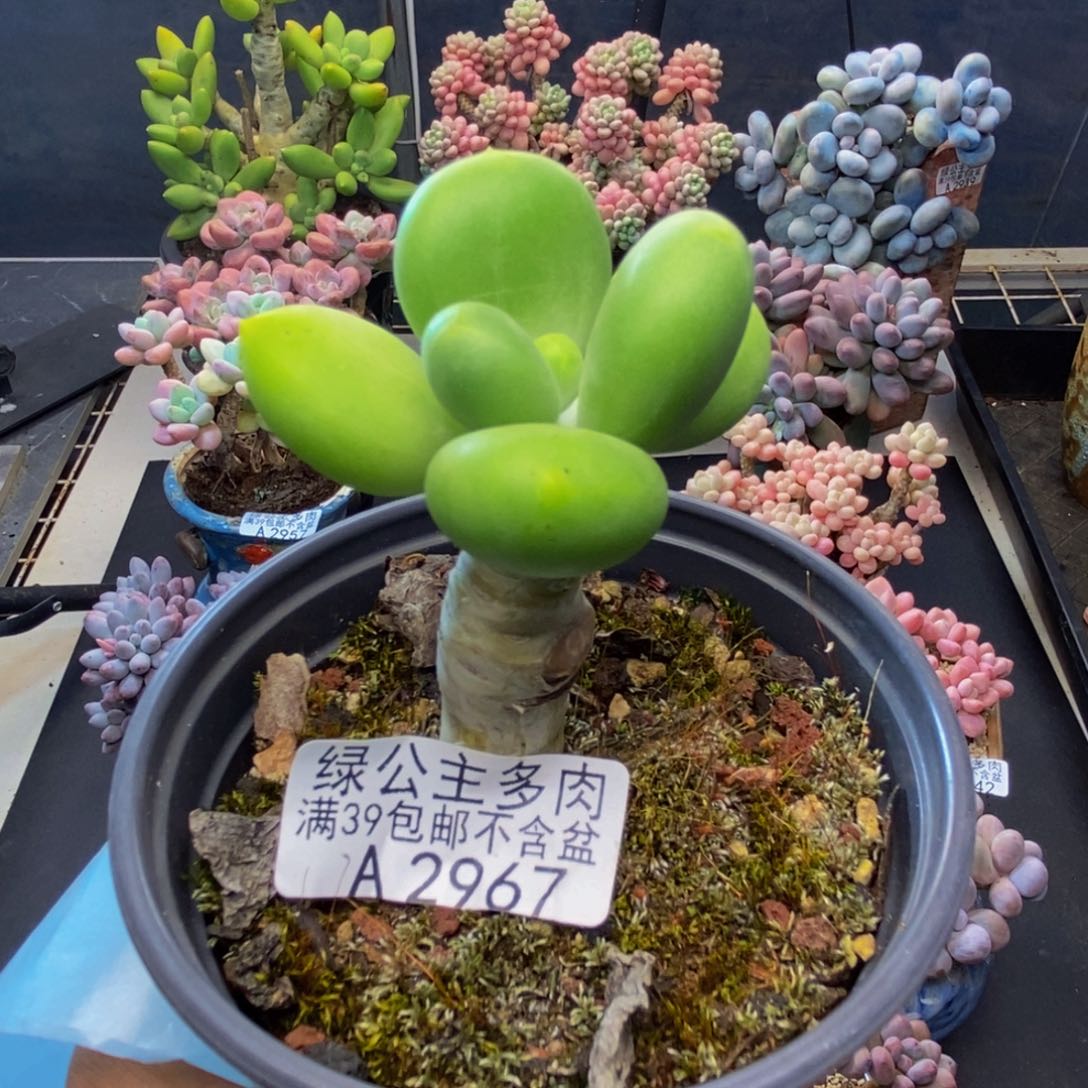967芒果奶多肉4c m