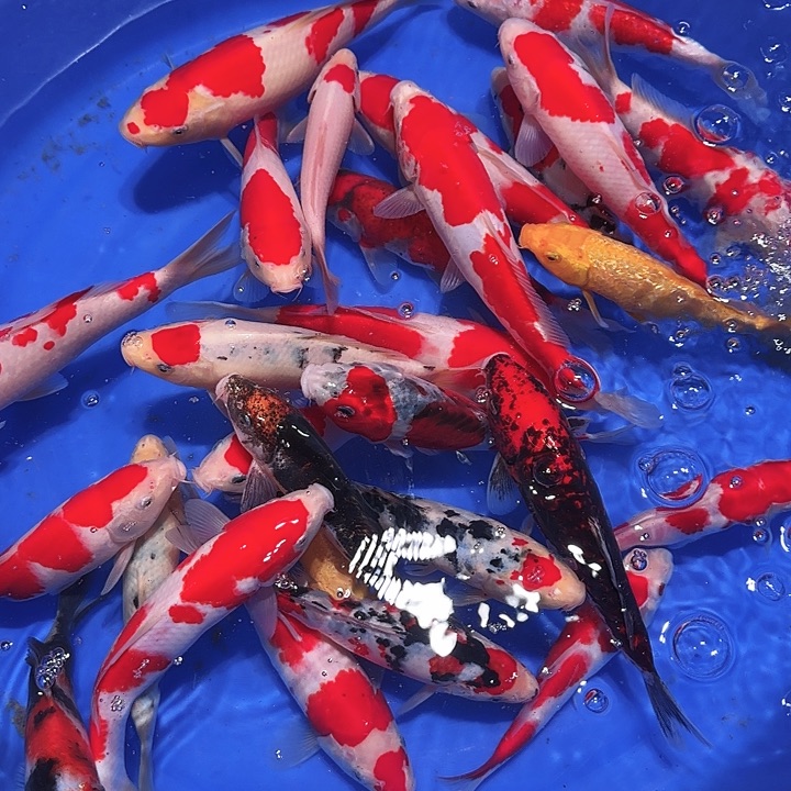 海水鱼发个广告v他一会我一回我的