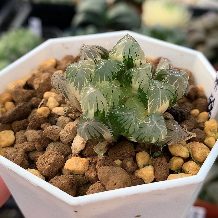 夏末玉露锦一物一拍