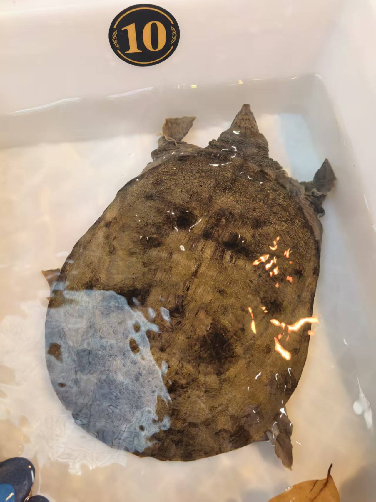 精品甲鱼 溪流  鲜活生猛 3.5斤