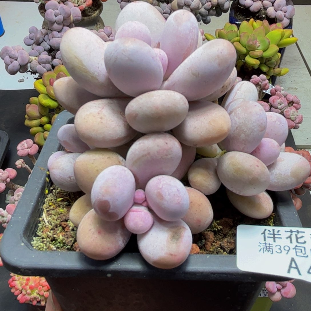 499水光针9cm多肉植物