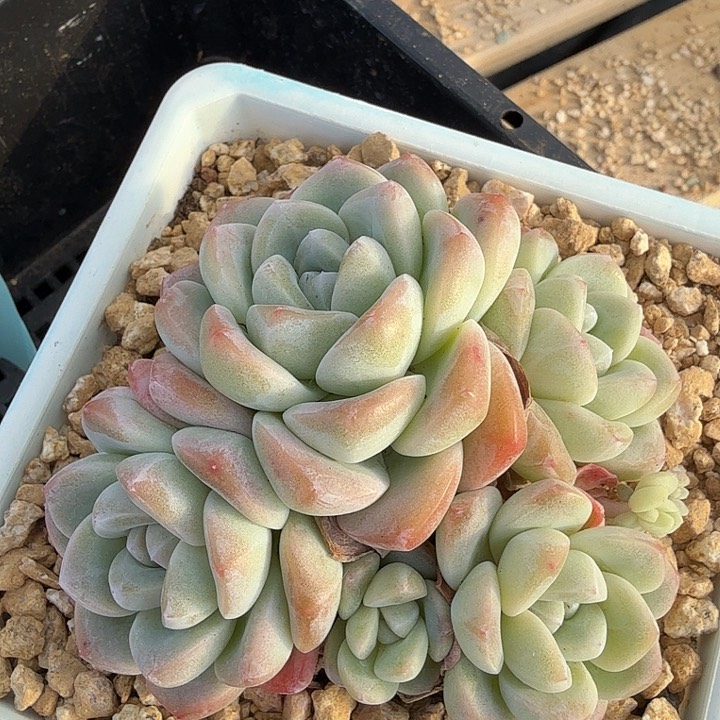 0122-10 精控冰玉