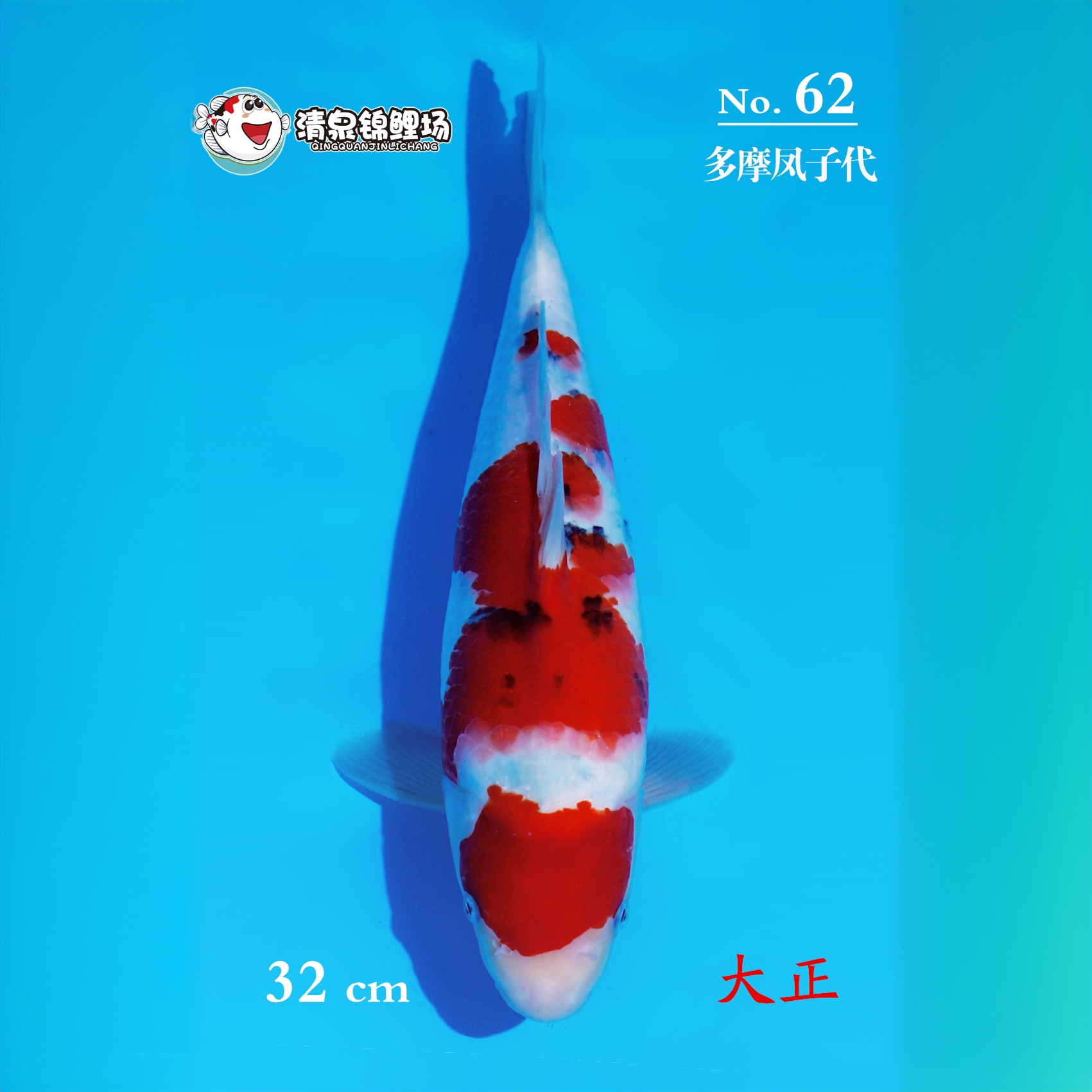 清泉锦鲤 第三次冬季水泥池寄养 多摩凤子代 大正 62号