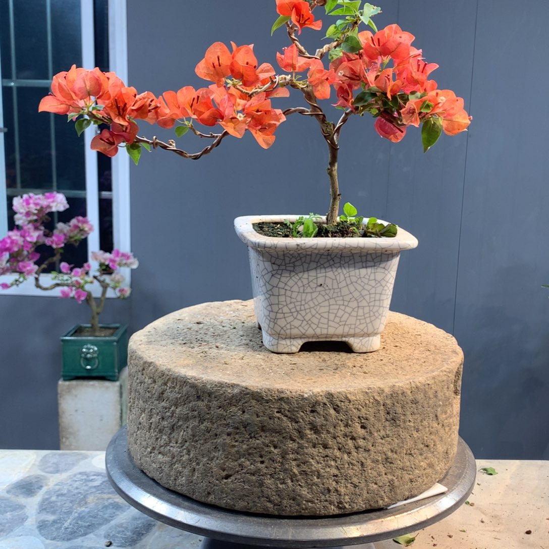 大量花朵（建议范围：8朵-15朵 或40%以上）