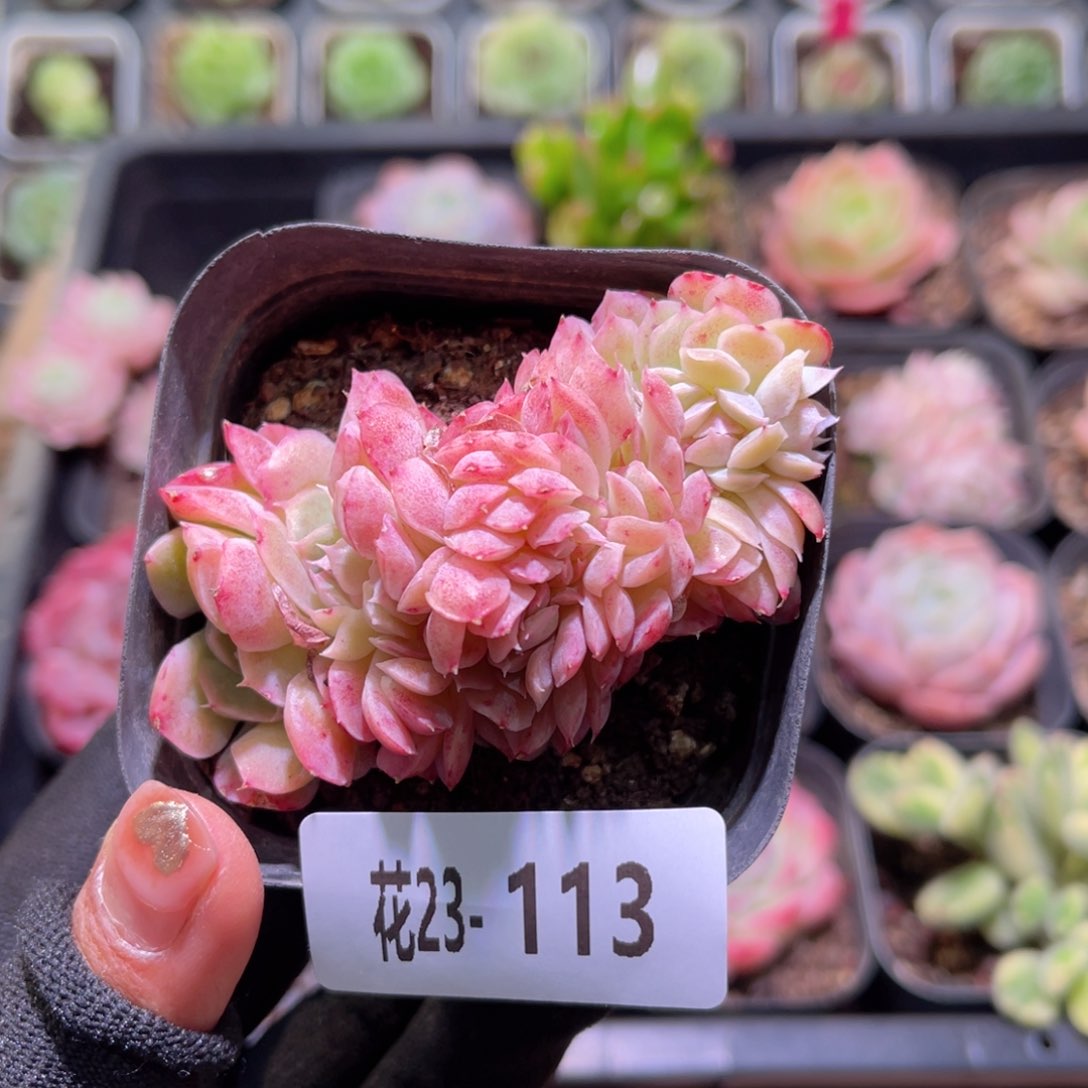 花23-113星影缀化