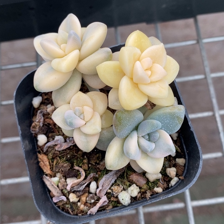 伯克利和格蕾纳等著名音乐