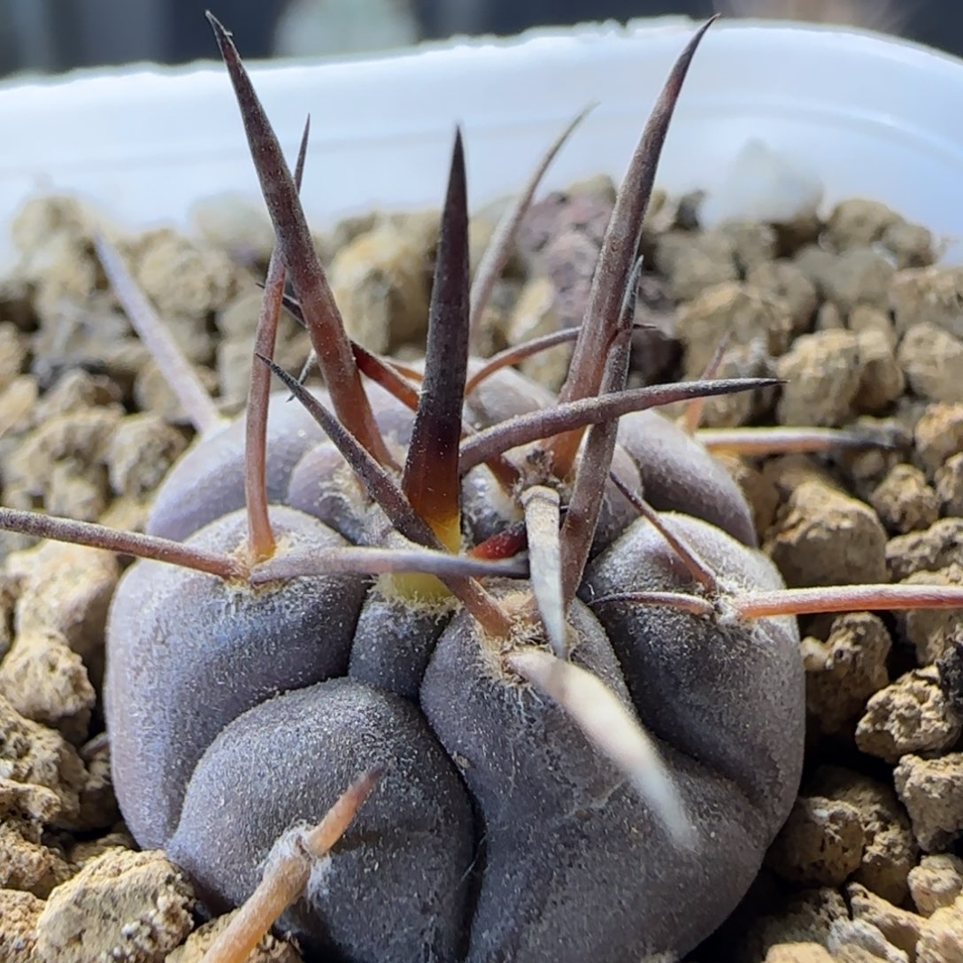 2厘米实生守金摩天龙多肉