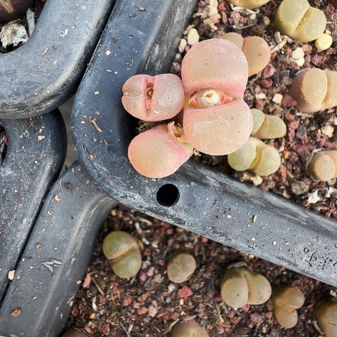 爱***猫多肉植物福利风铃221