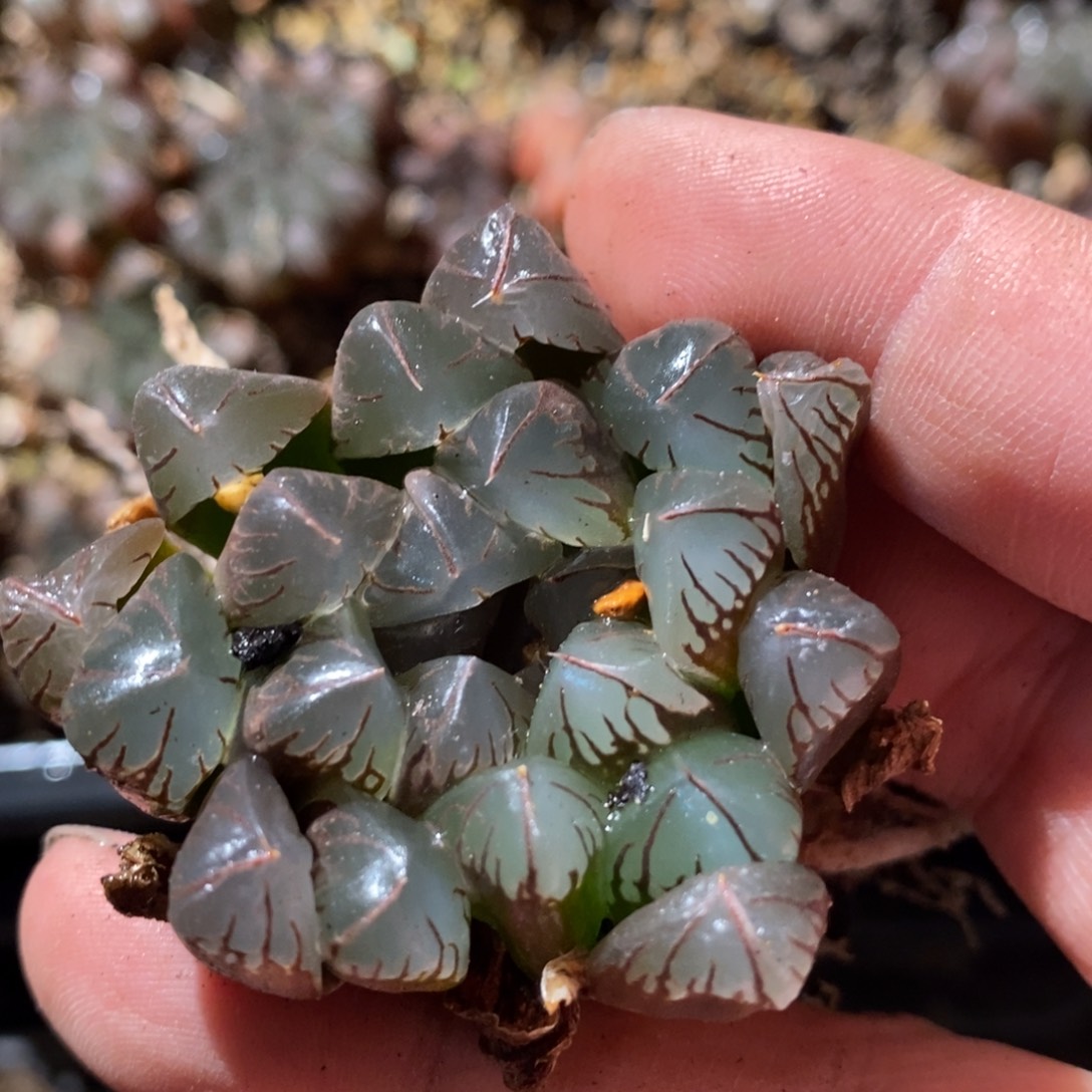 用***72872 一颗新粉福利。  