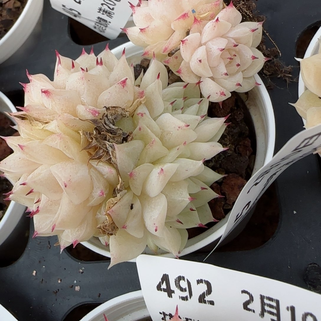 a**a花语逸境0210-495