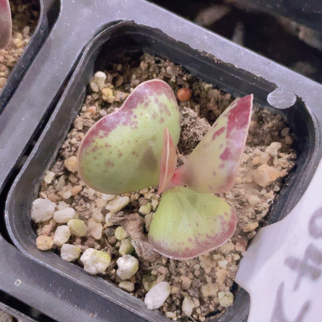 爱心水泡w042一物一拍