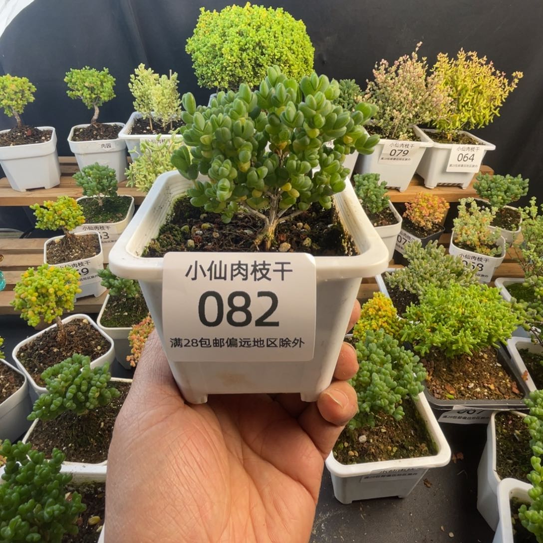 082枝干番杏元宝