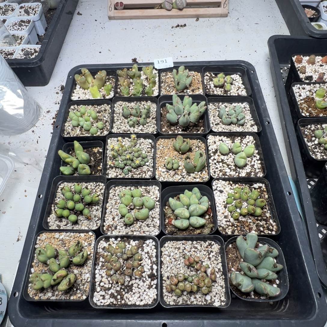 【闪购商品】4****喂191。      