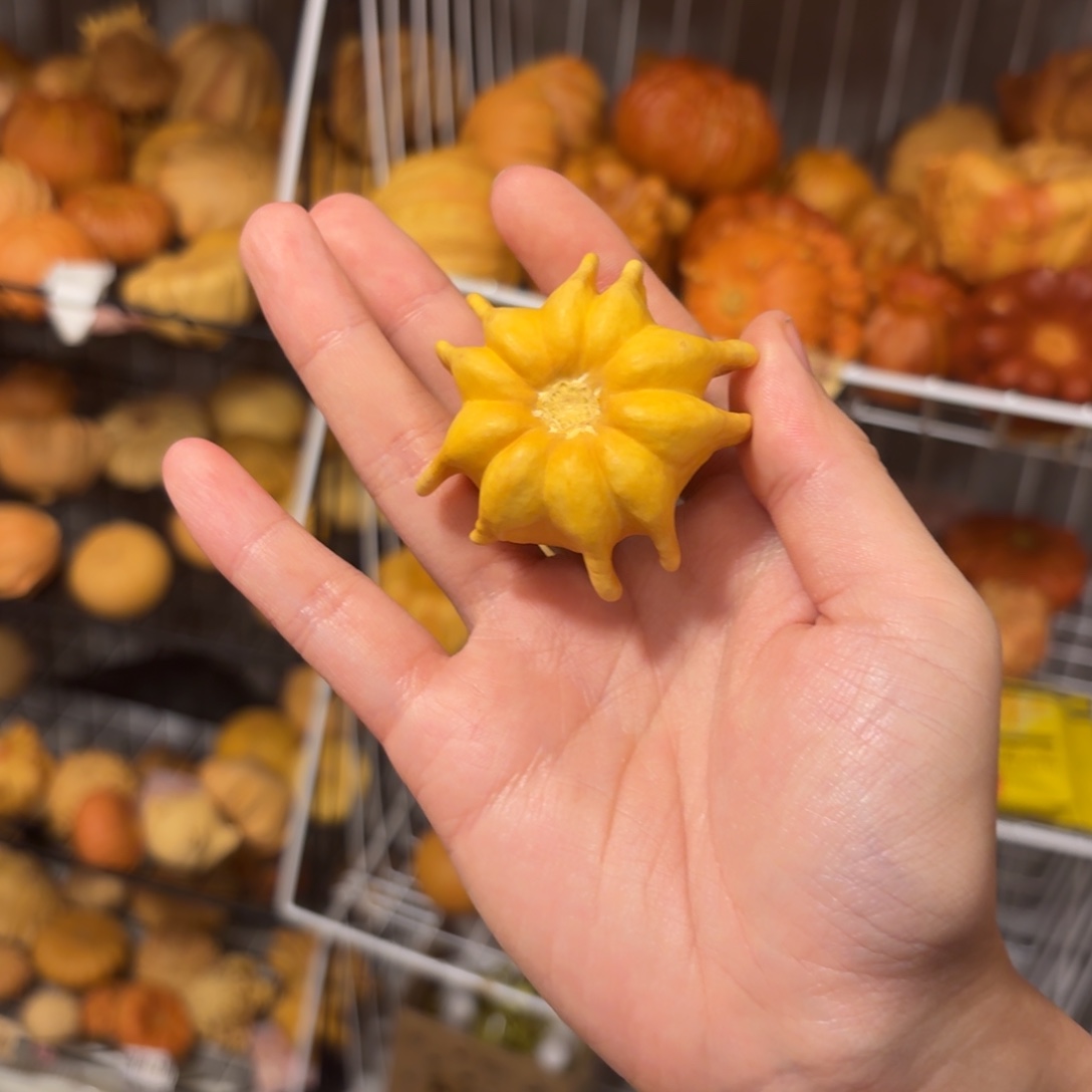 黄色小飞翅（有裂）