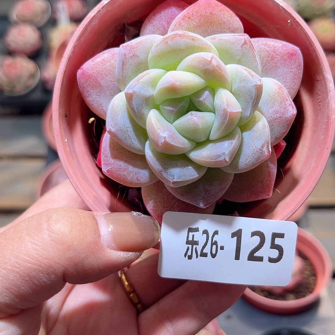 乐26-125 冰玉单头