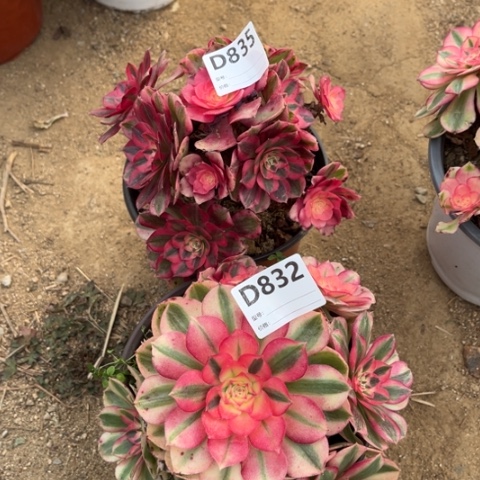 多肉植物倾成二个