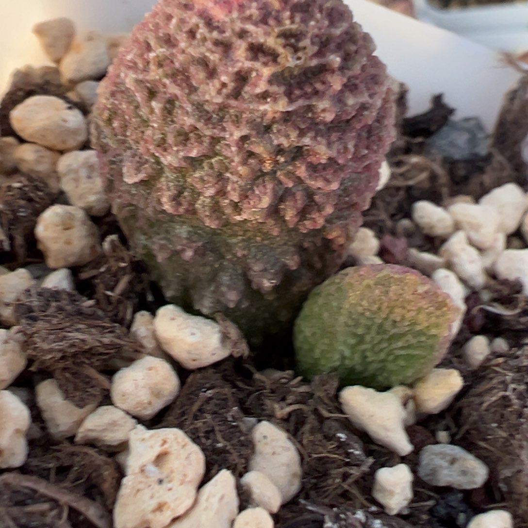巨猪宝水泡多肉植物