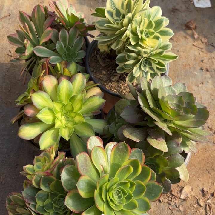 5颗多肉处理不包断头5841