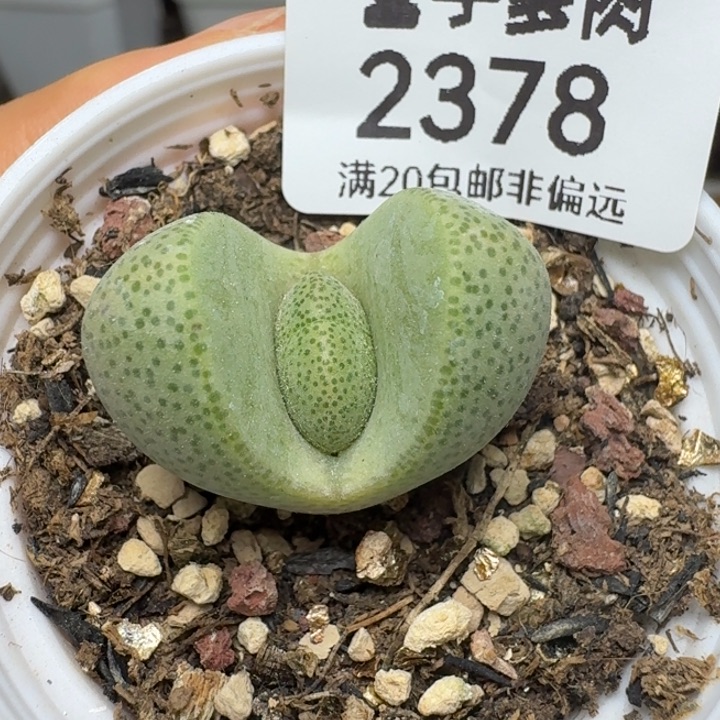 2378带盆88888889988