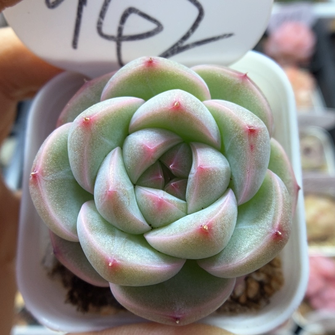 白露珍妮可拍942号。 