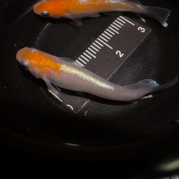 青鳉鱼一物一拍145