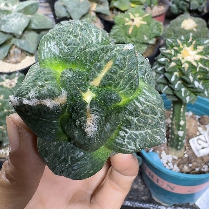 无花朵031大尤哥龟