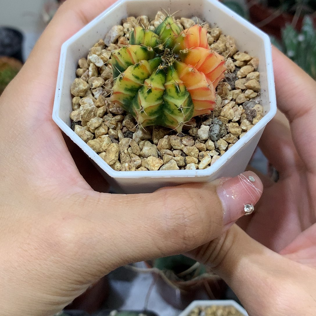 当前无花栽培后可以开花实生根虎斑牡丹锦