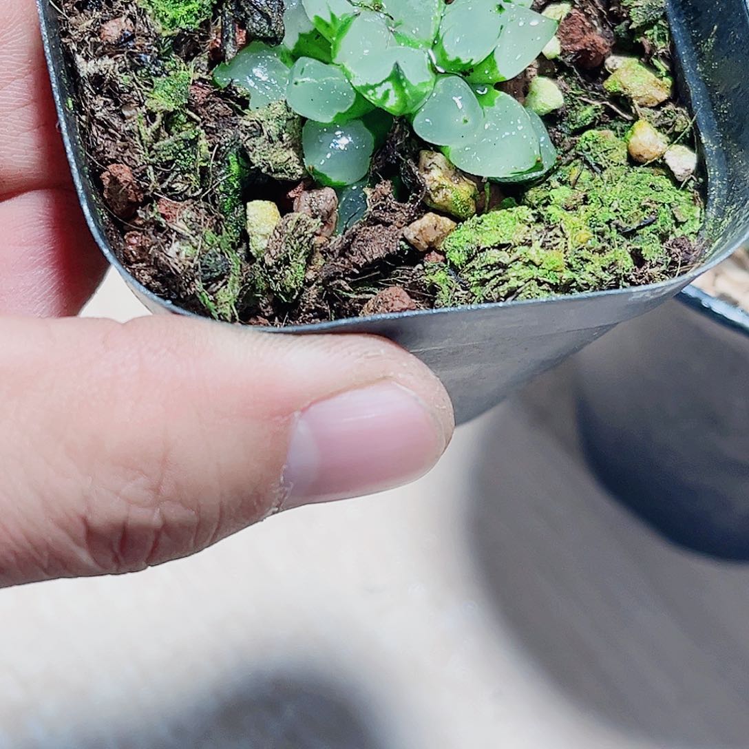 圣诞蜡烛新手好养