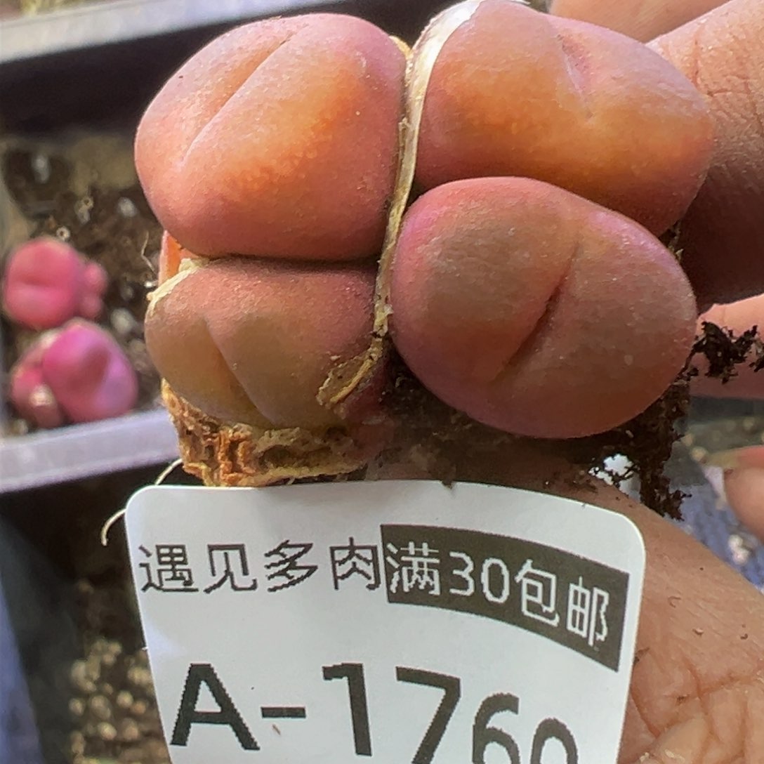 多肉植物11111111111111