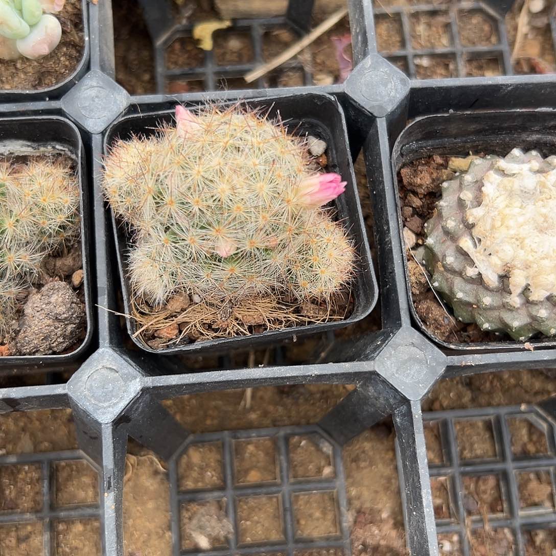 多肉植物多肉植物