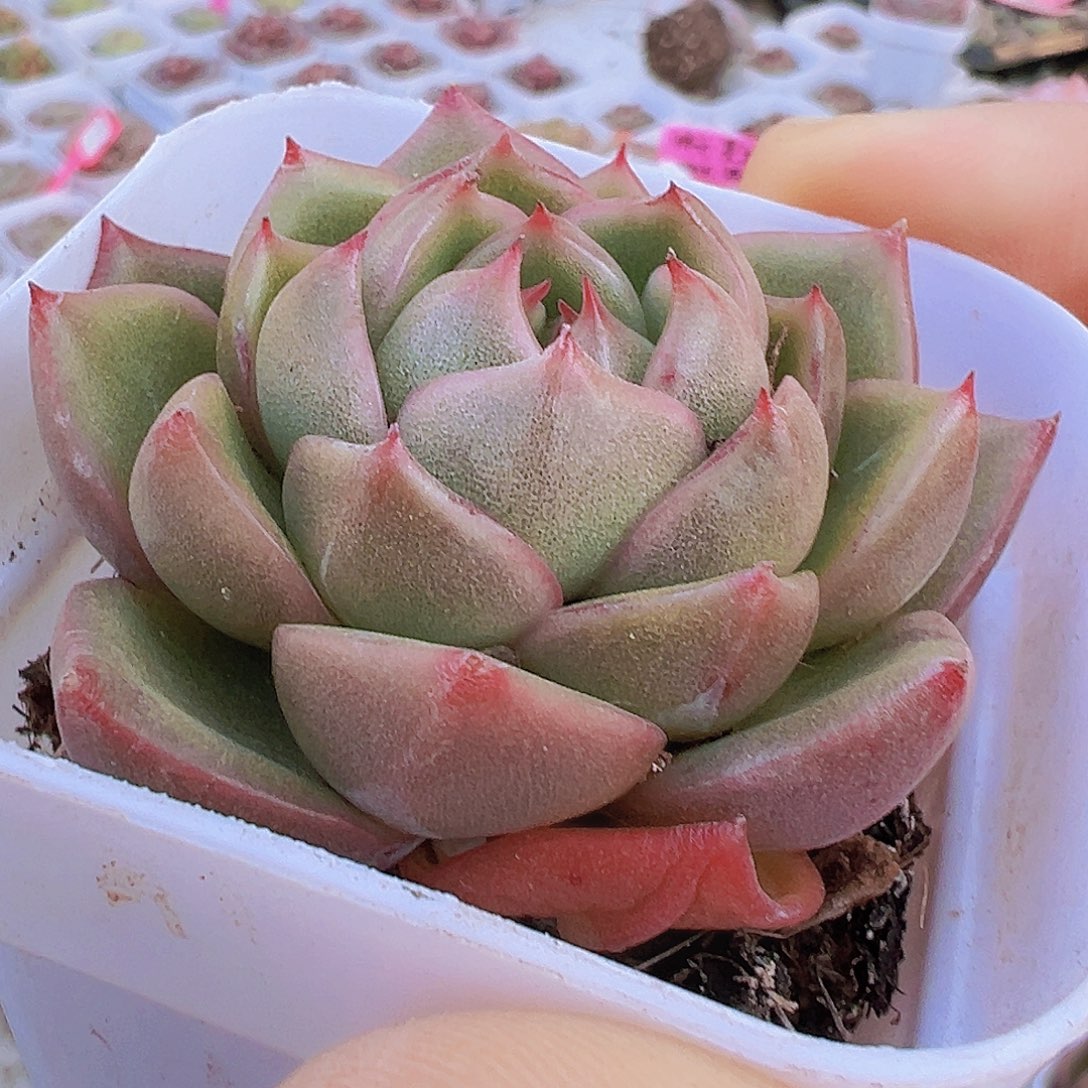 冰宝龙19包邮多肉