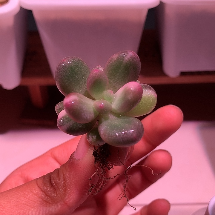 奶酪锦锦锦锦锦锦锦