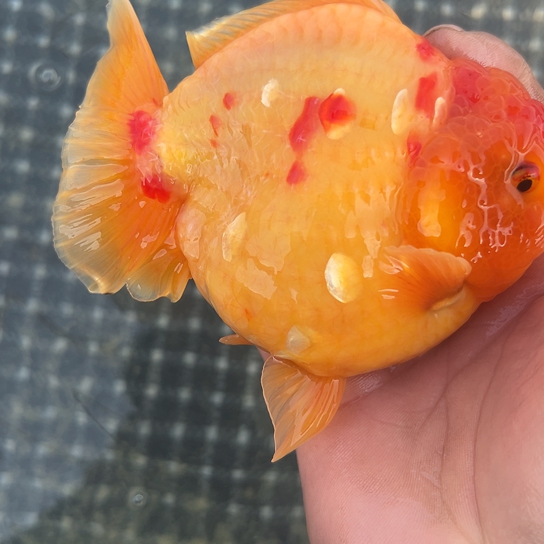 金鱼短尾将军泰狮