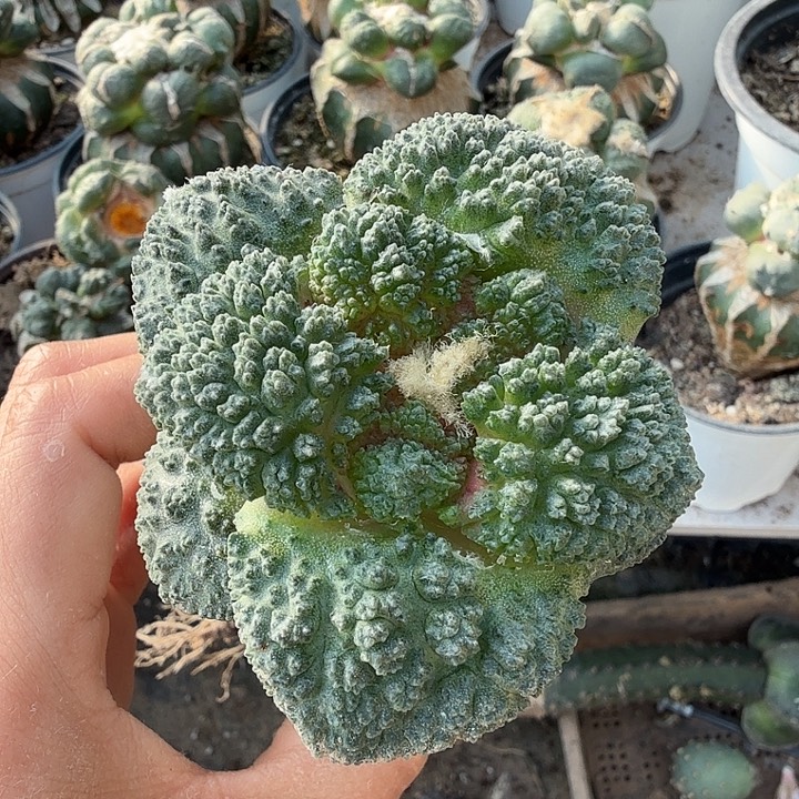 顶***刺无花朵660大尤哥斯拉