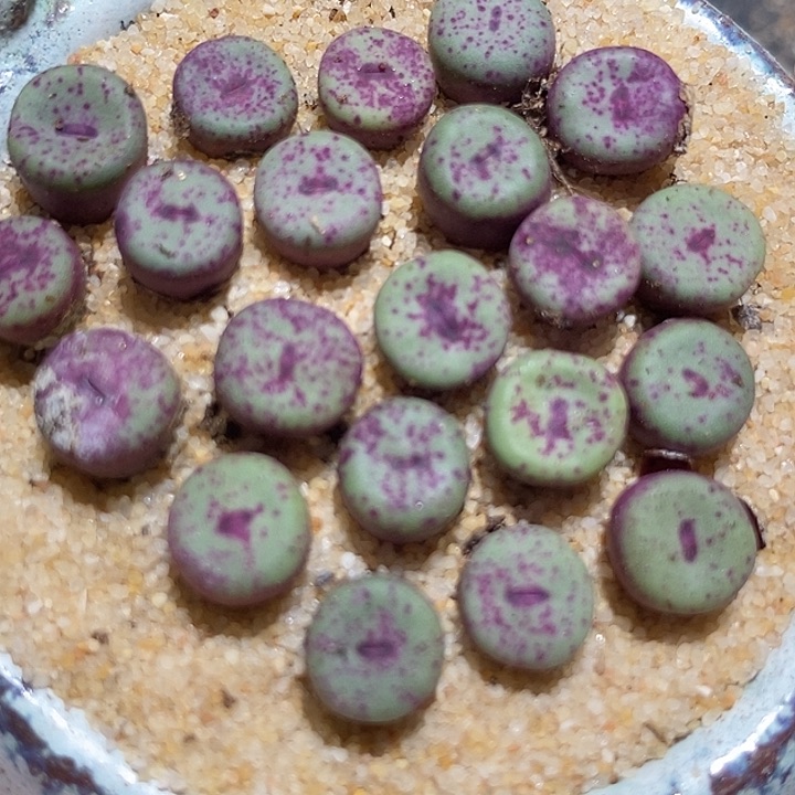 小红嘴ts427一颗        