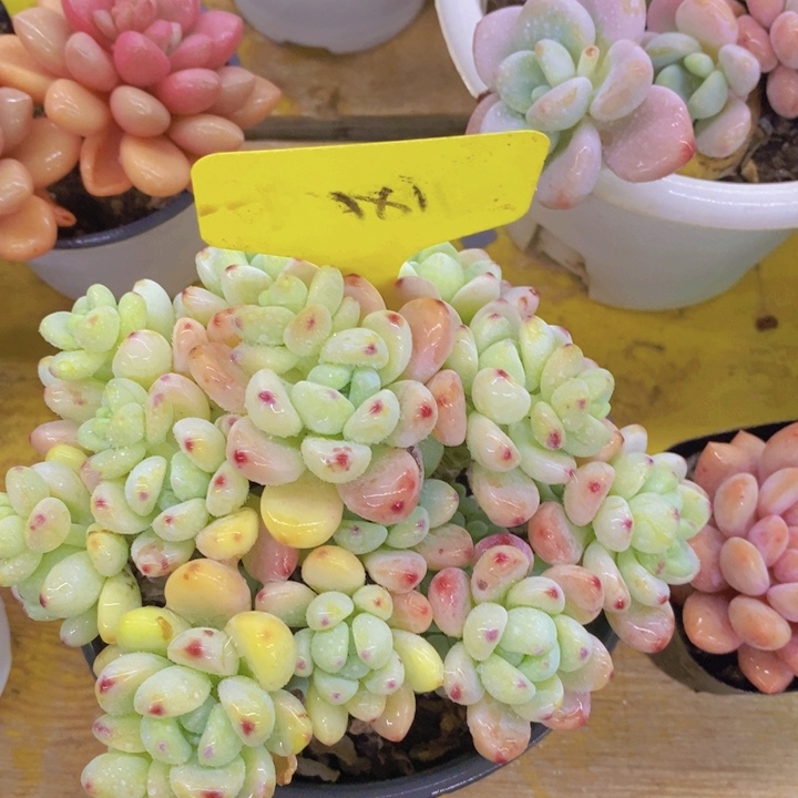 多肉植物，一物一拍直播间