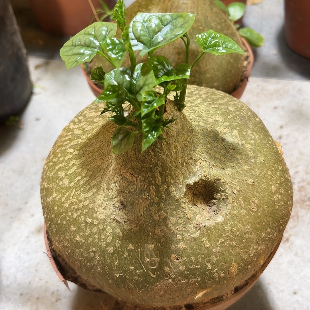 汤圆植物银叶睡布袋14.3公分