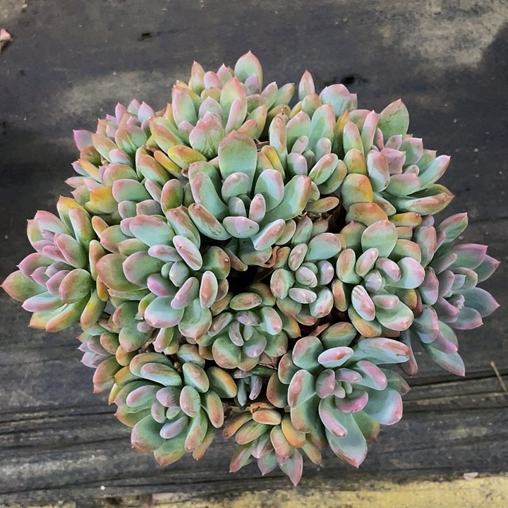 灰姑娘一物一拍哦哦哦哦