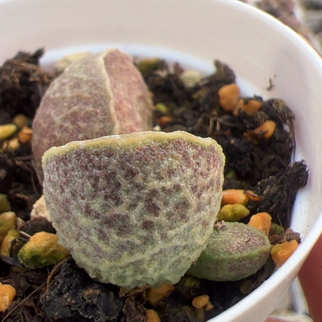 实生低叶苗多肉植物水泡多肉植物