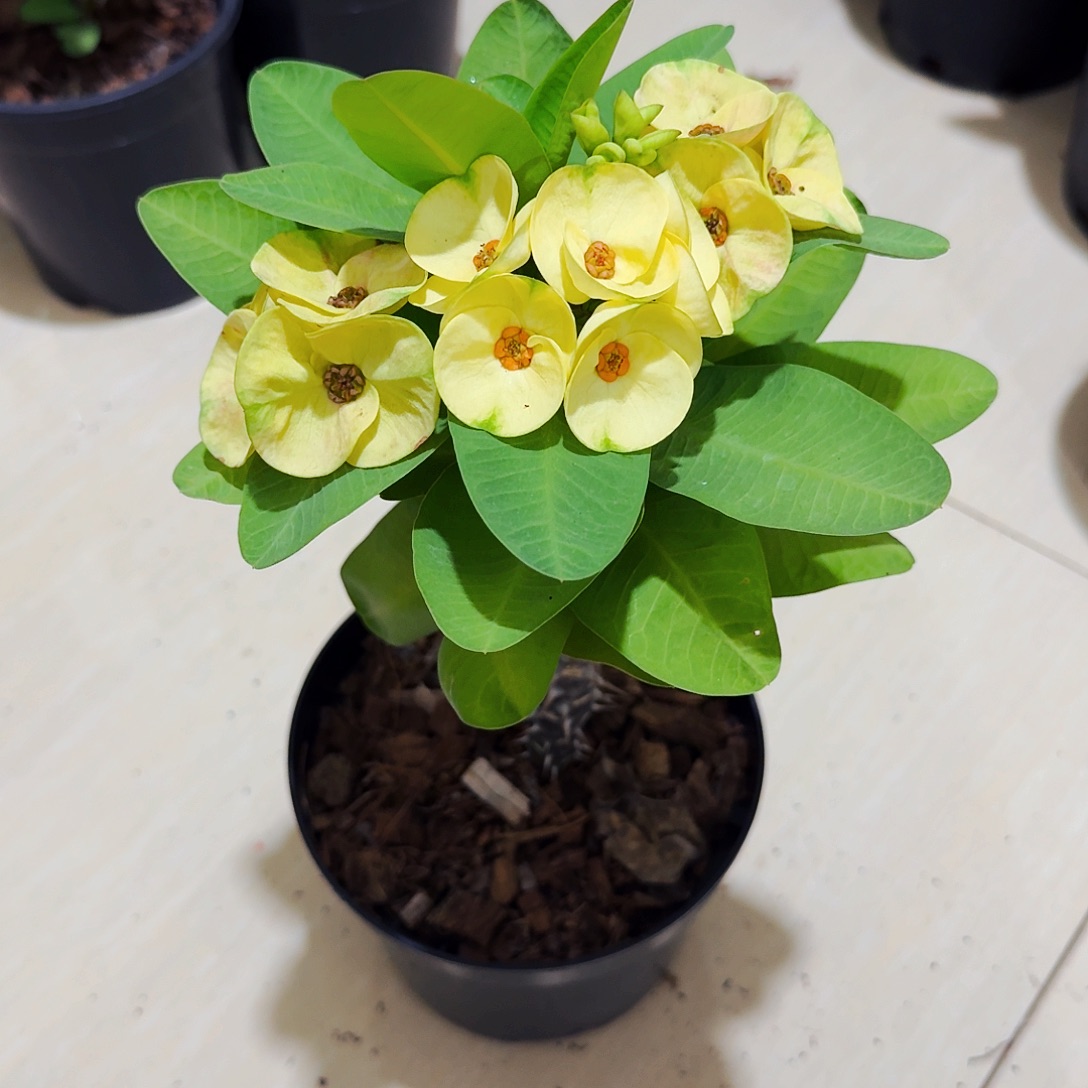 安***安完全开放金碧辉煌直播间一物一拍