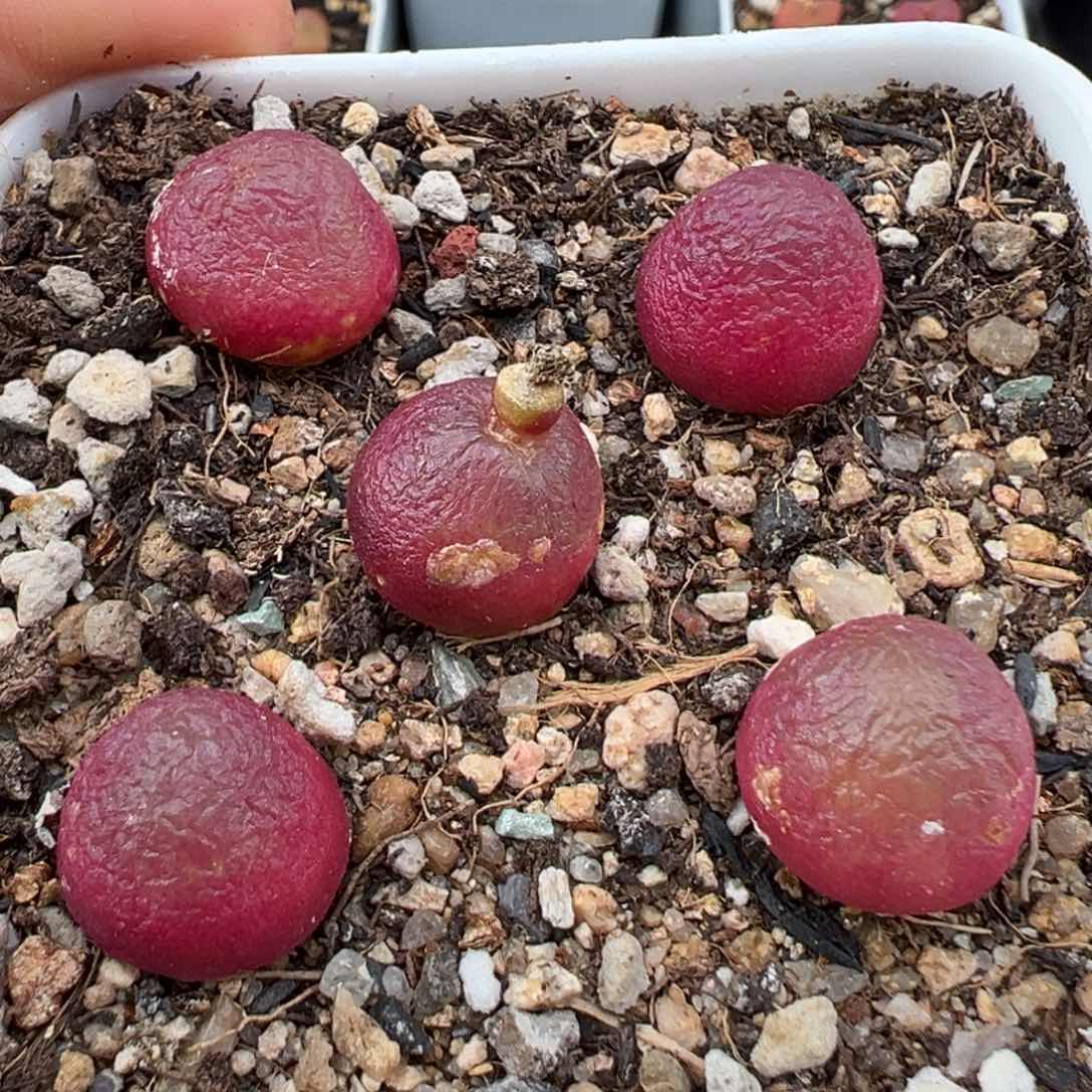 1.21好看的多肉031