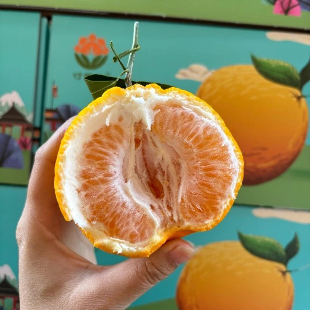 寸金地春见耙耙柑新鲜应季水果甜蜜爆汁四川省