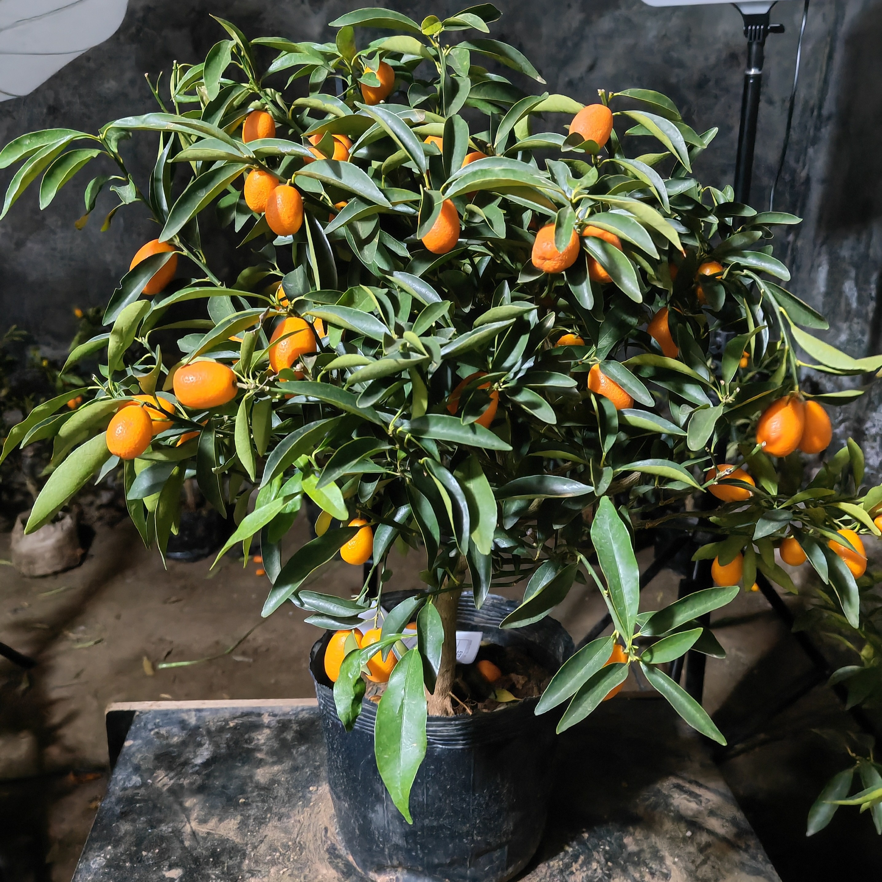 四季金桔树苗盆栽带果室内绿植招财橘子客厅花卉盆景