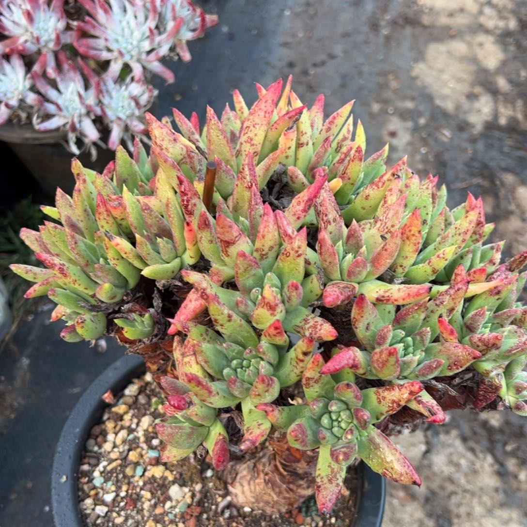 2471绿拇指杂哈哈哈哈哈哈哈哈