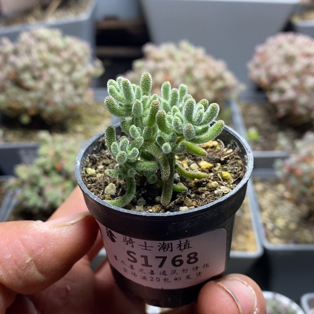 1768冰晶杂枝干番杏