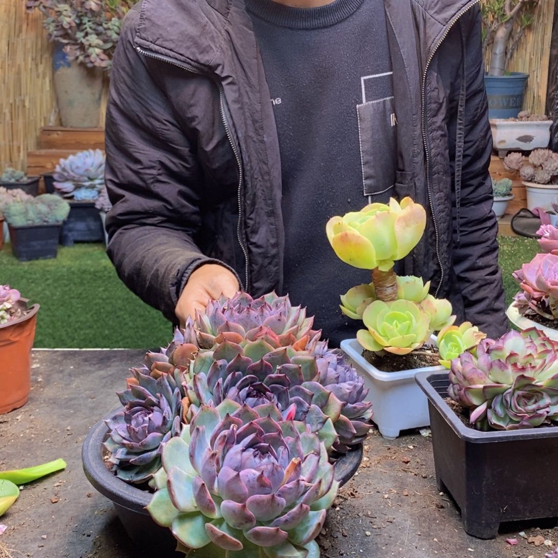 舍*H277号蓝莓手捧多肉