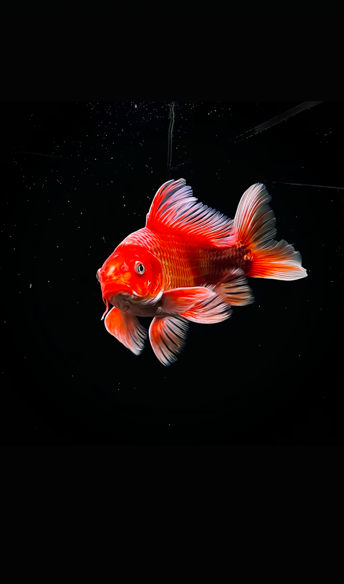 大尺寸   精品普身蝴蝶鲤，直播间有增艳灯效果，到货录开箱视频