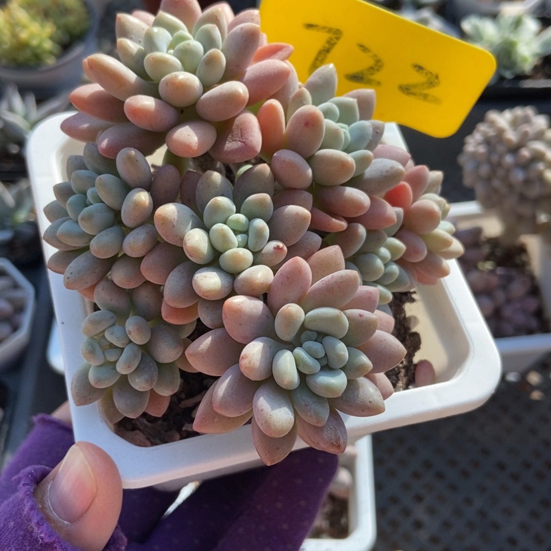 722洛可可多肉植物多肉